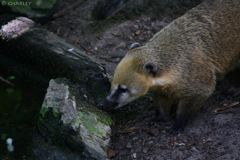 zoo-berlin2010 (79).jpg